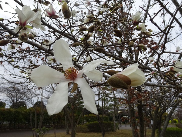 モクレン科の白い花