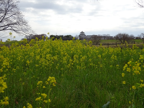 中之島公園の土手の菜の花