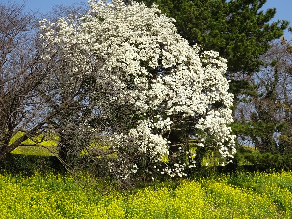 モクレンと菜の花