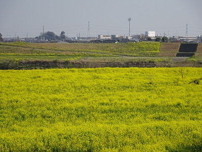 利根川沿いの菜の花