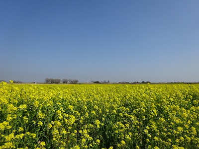 船着き場までの道の菜の花