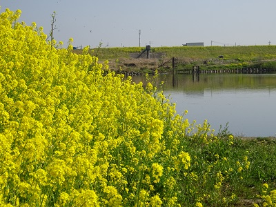 船着き場の菜の花