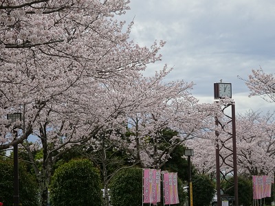 にこにこ水辺公園の桜