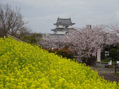 菜の花と桜と城