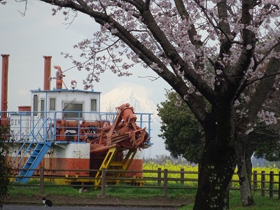 浚渫船と富士山と桜