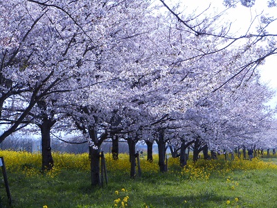 博物館裏の桜