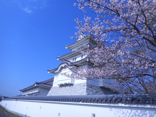 博物館周辺の桜１