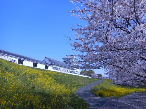 博物館周辺の桜２