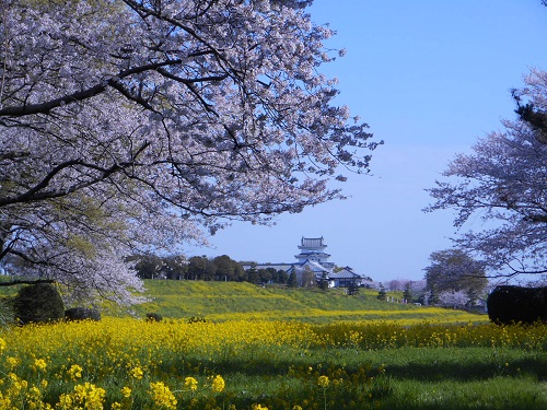 博物館周辺の桜３