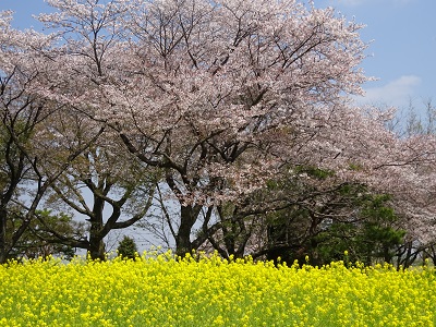 中之島公園の桜