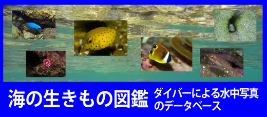 海の生き物図鑑