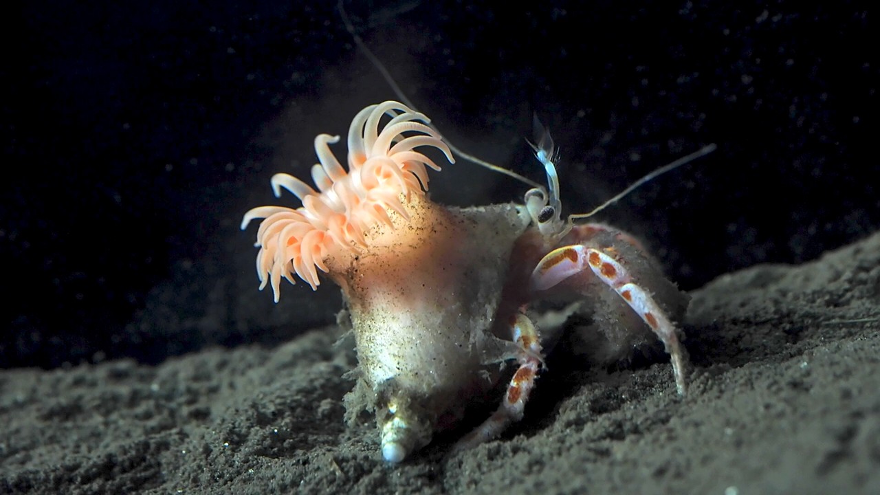 アカモントゲヤドカリに背負われたツキソメイソギンチャク
(写真 吉川晟弘)