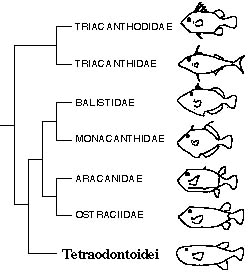 フグ目のグループ図