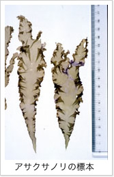 アサクサノリの標本