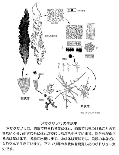 アサクサノリの生活史