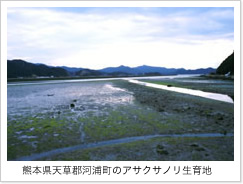 熊本県の天草地方天草郡河浦町のアサクサノリの生育地