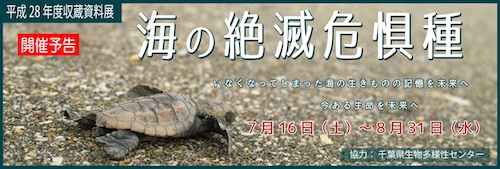 平成28年度収蔵資料展「海の絶滅危惧種」