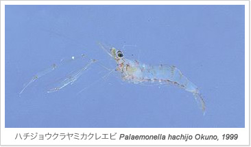 海の博物館のホロタイプ1号