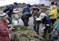 海藻を観察しよう