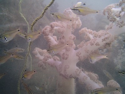 トゲトサカ属の一種_沖ノ島