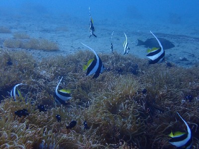 ハタタテダイ_沖ノ島