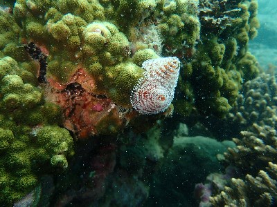 イバラカンザシ_沖ノ島