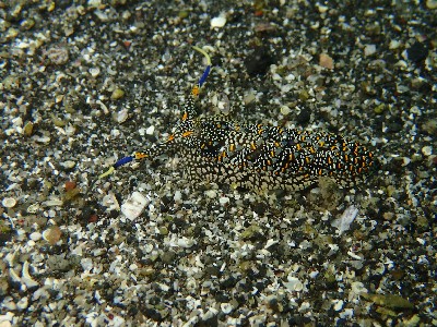 ハンミョウカスミミノウミウシ_沖ノ島