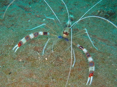 オトヒメエビ_沖ノ島