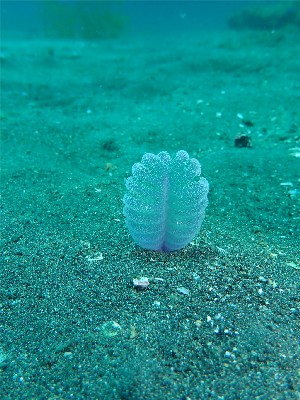 ヤナギウミエラ属の一種_見物