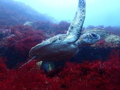 アオウミガメ_西川名