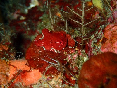ダンゴウオ_勝浦