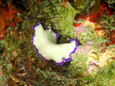 カツウラニセツノヒラムシ