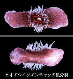 イソギンチャクの繁殖