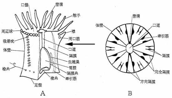 イソギンチャクの体のつくり