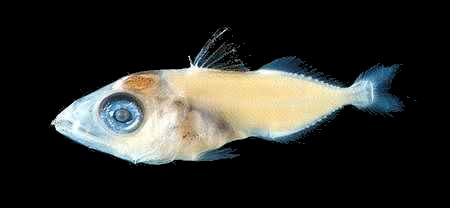 クロマグロの稚魚