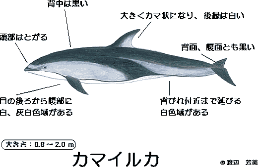 J}CJʓ_