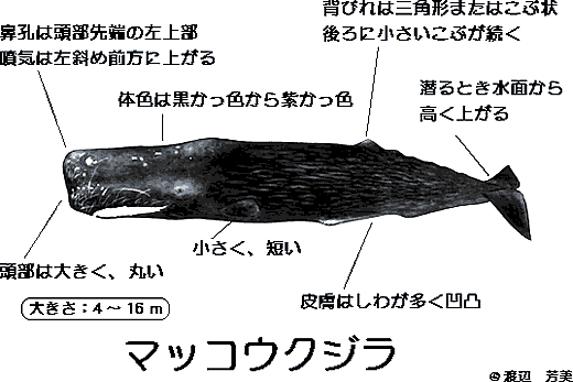 【受注】マッコウクジラ