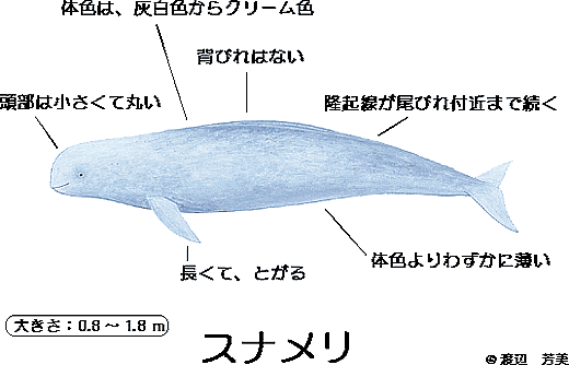 クジラを知る