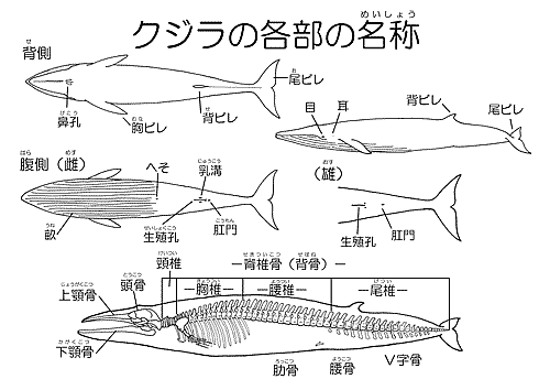 クジラを知る