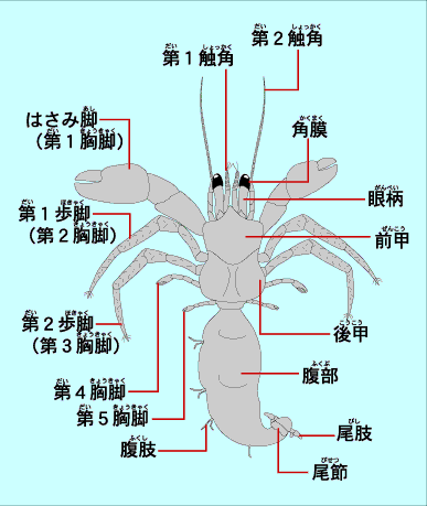 ヤドカリの世界