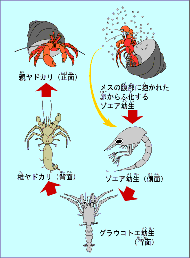 かに いつから えび 子供 エビ・カニは何歳から食べてOK？ 甲殻類アレルギーの特徴＆症状