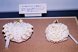 アブラガニ（右）と本物のカニ・タカアシガニ（左）の腹部