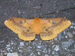 ウスタビガ