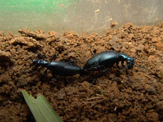 交尾中のヒメツチハンミョウ