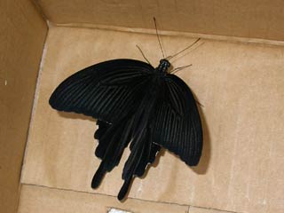 クロアゲハ