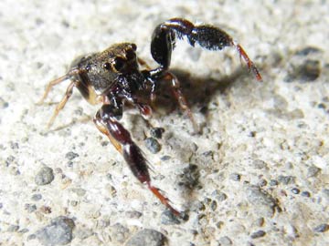 ウデブトハエトリ