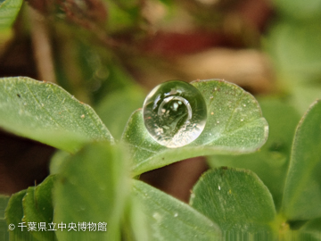直径2ミリの氷の粒