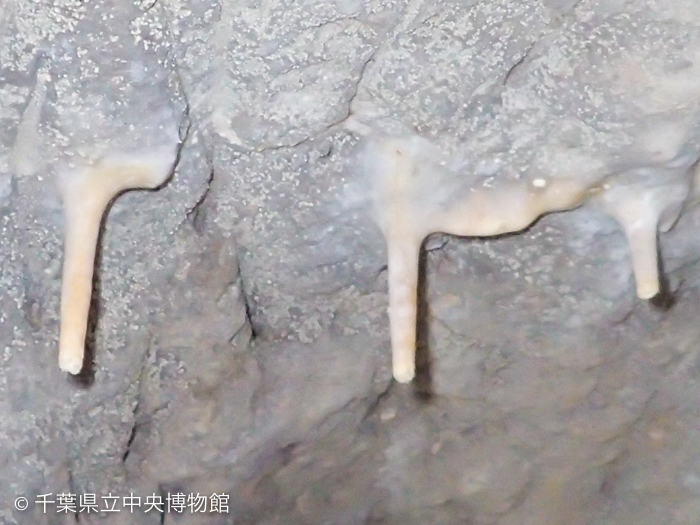 孔の天井に並ぶ鍾乳石(拡大)
