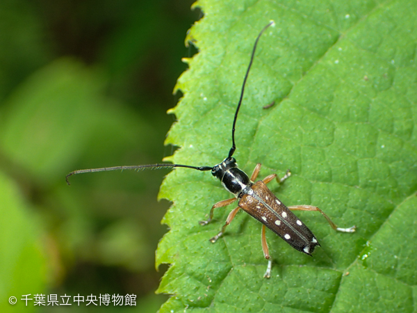 タマアジサイ葉上のシラホシカミキリ(背面から)