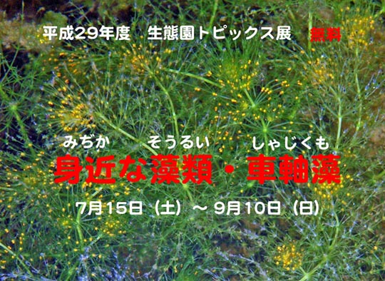 身近な藻類・車軸藻